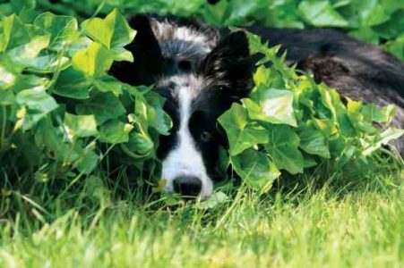 Pets in the Garden Image